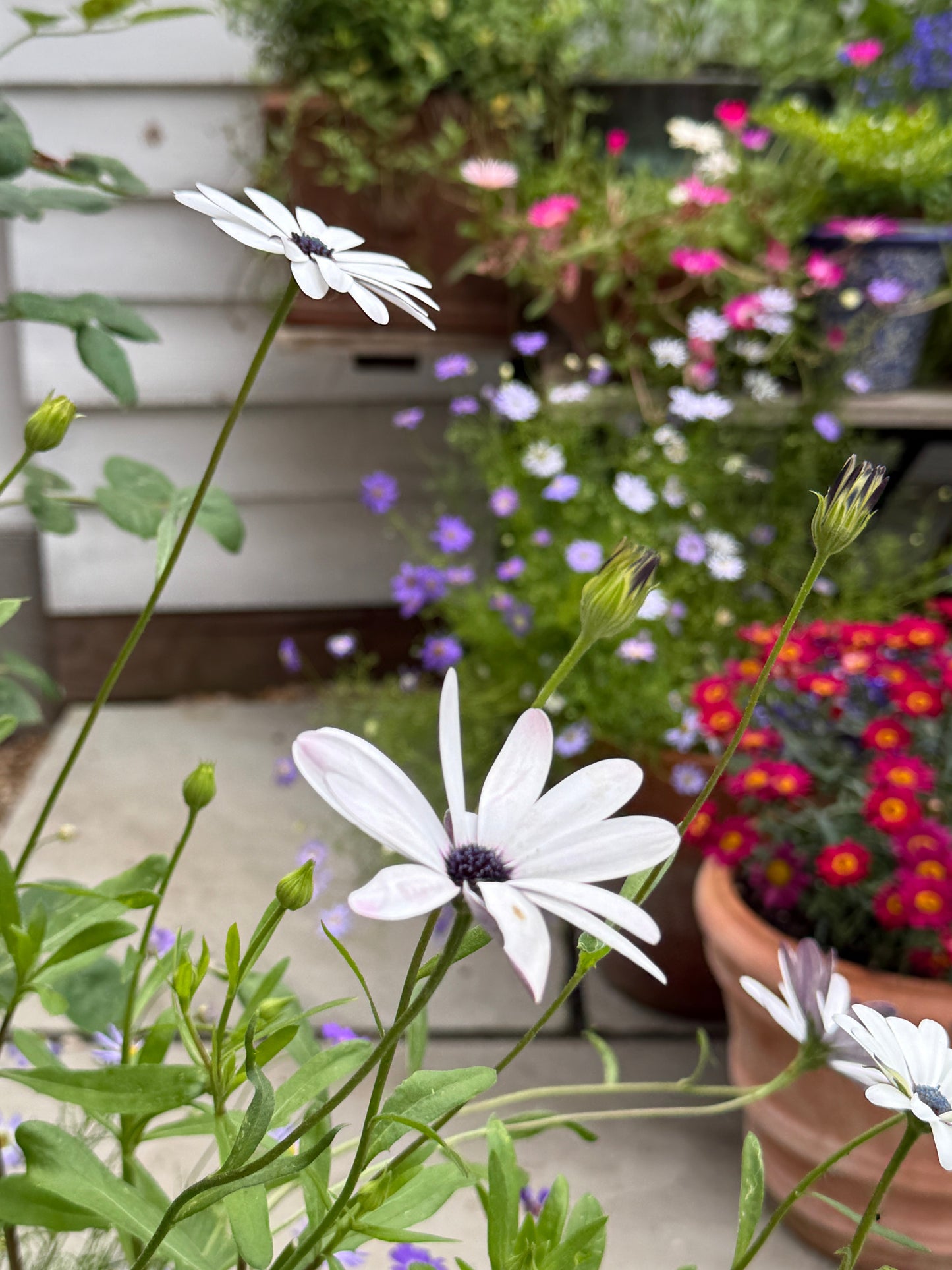 Osteospermum Sky and Ice - African Daisy
