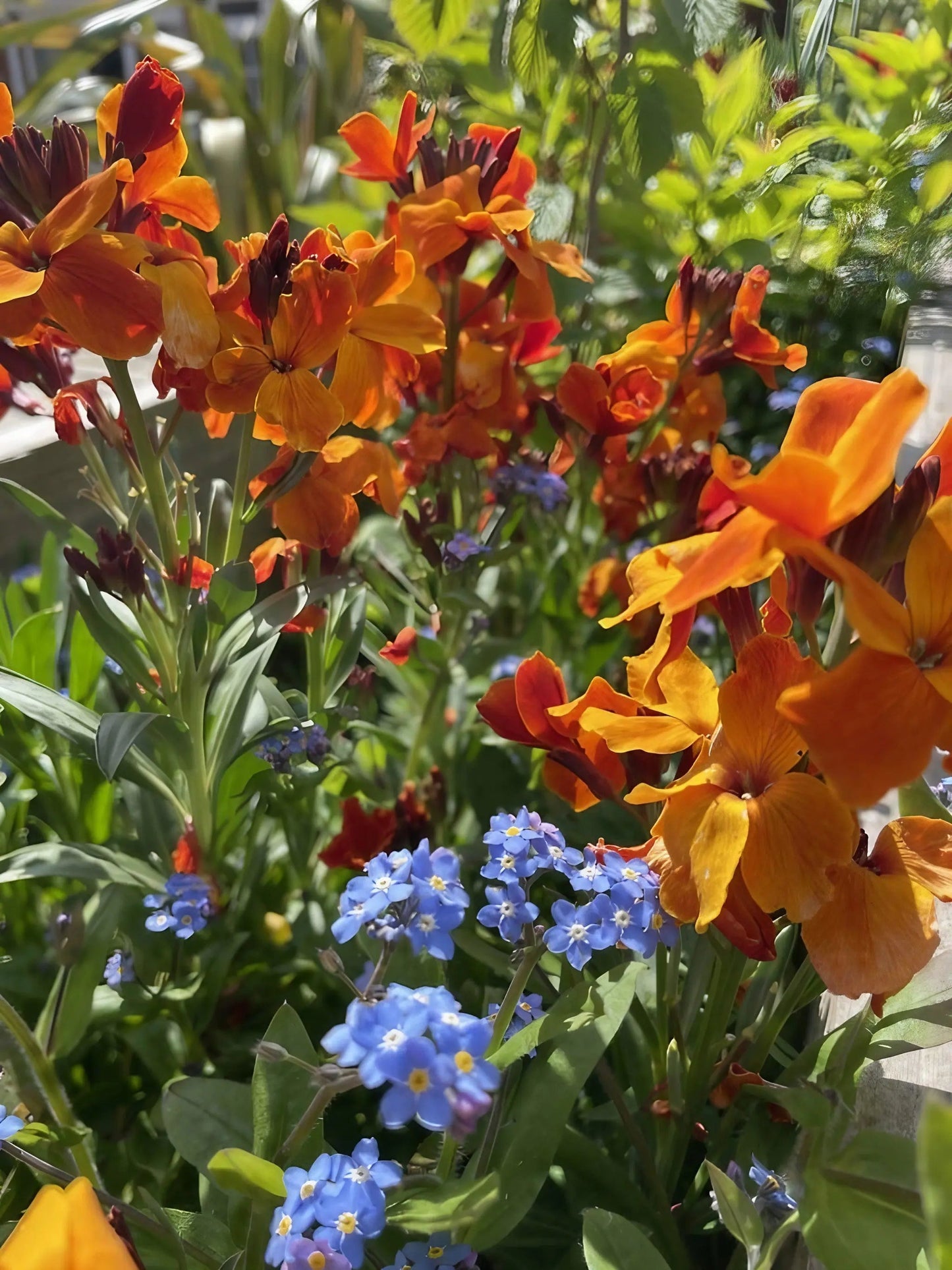 Wallflower Fire King