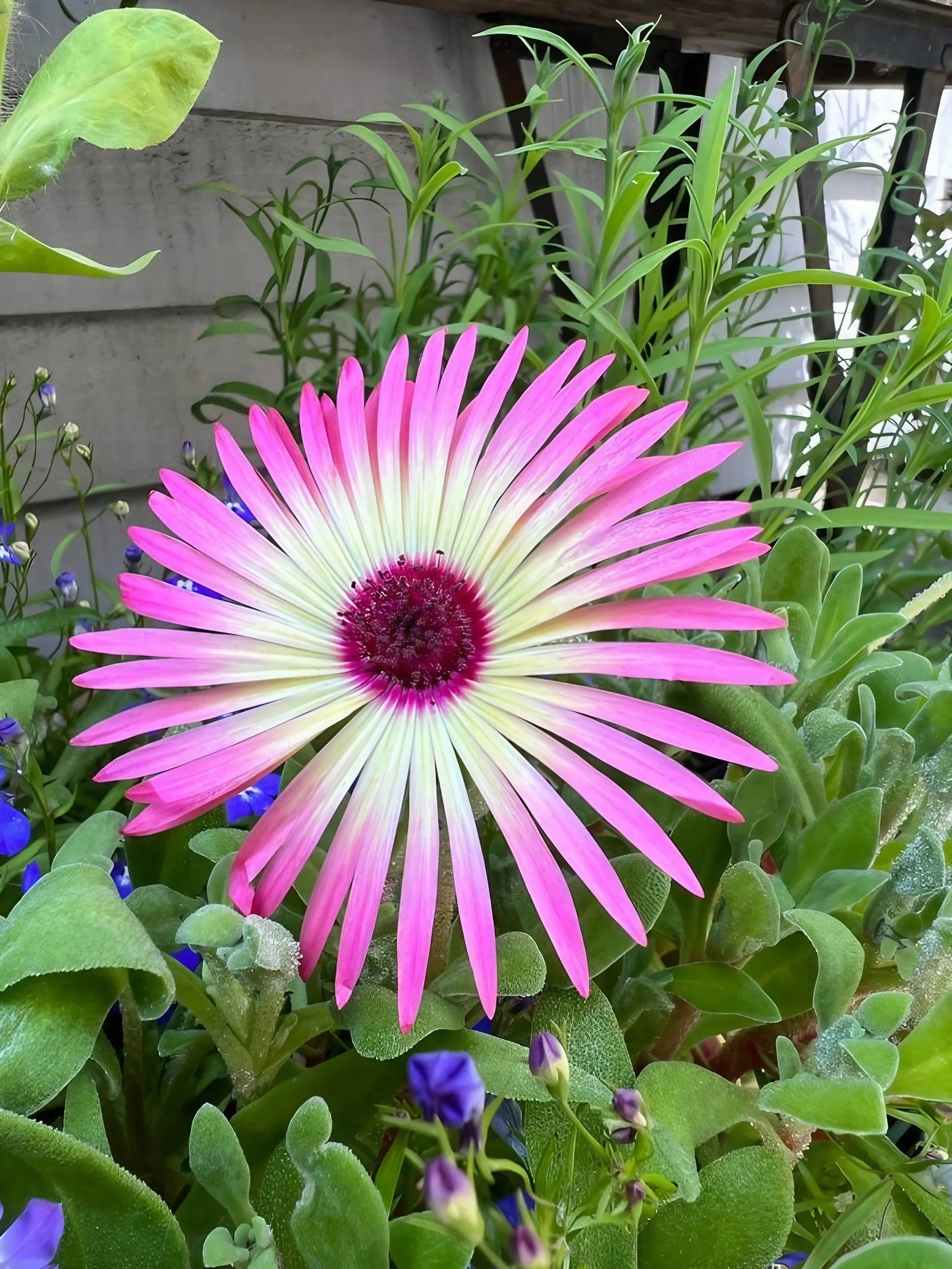 Mesembryanthemum Harlequin