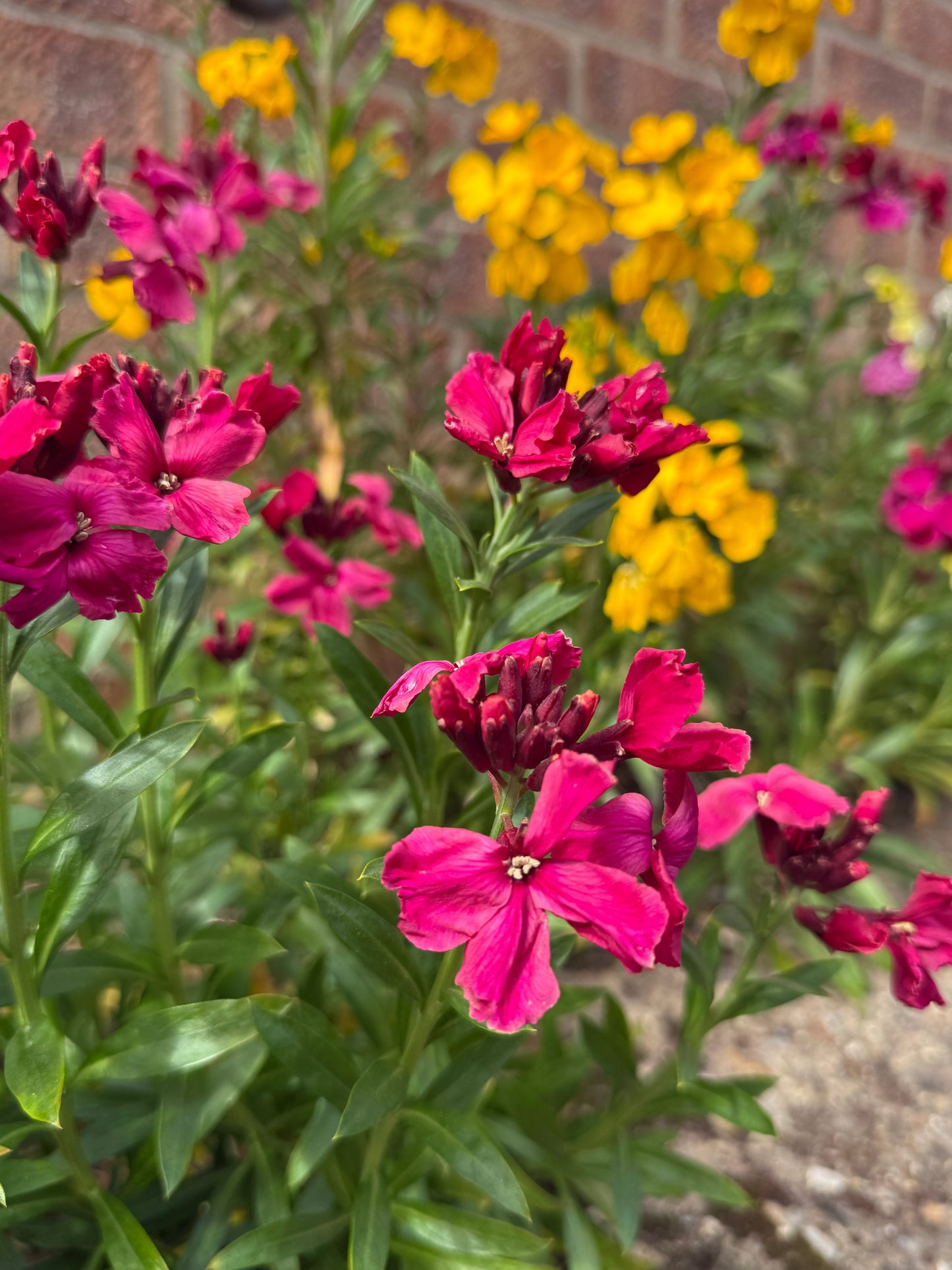 Wallflower Ruby Gem