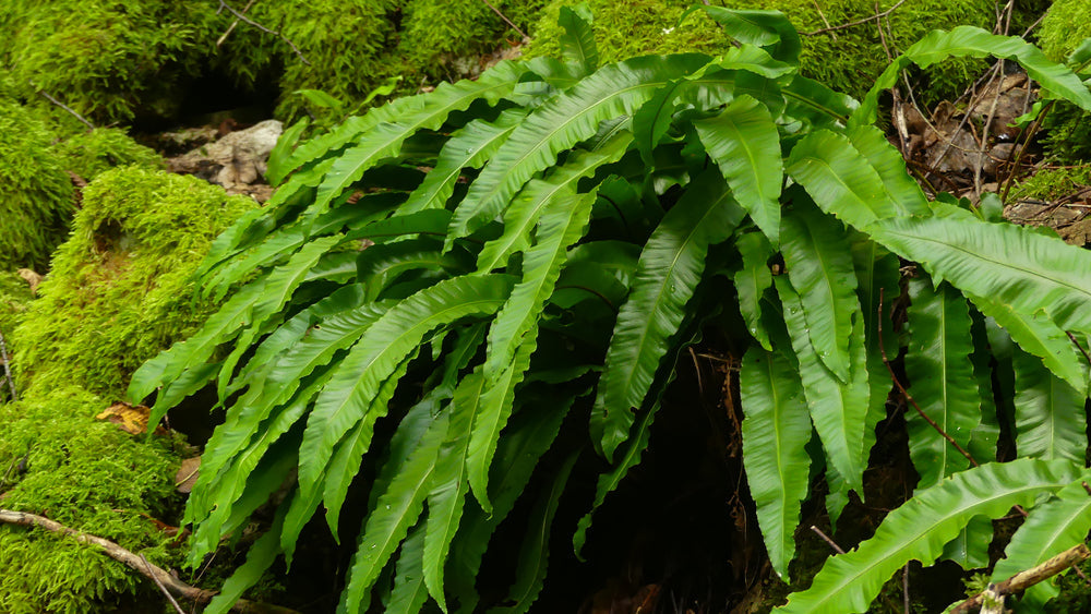 Asplenium scolopendrium angustatum - Bog Pond Plants - BP011