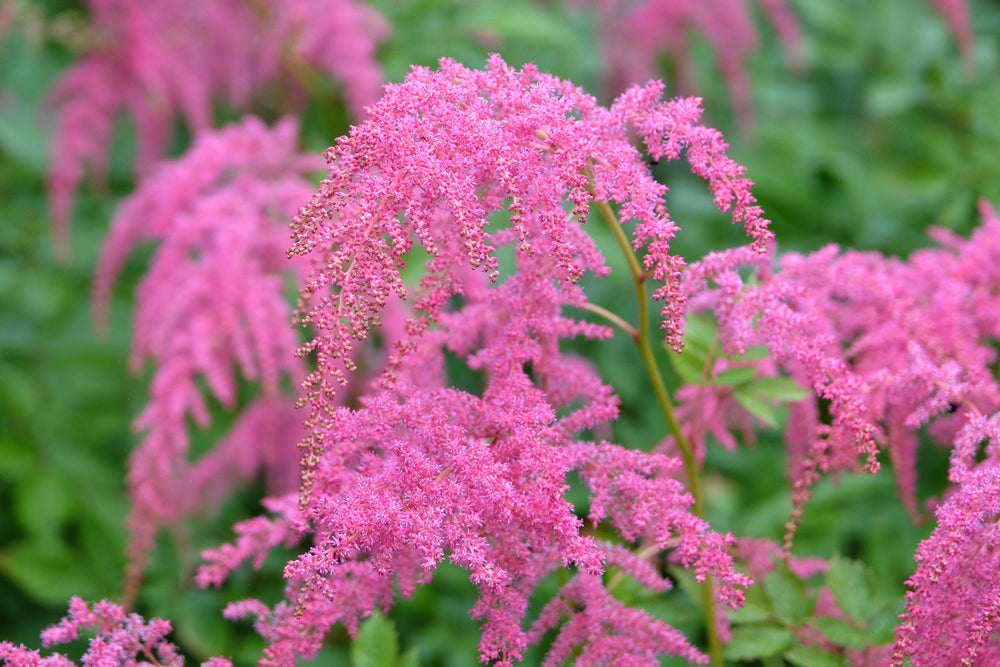 Astilbe Salmon Pink 'Strassenfeder' - Bog Pond Plants - BP015A