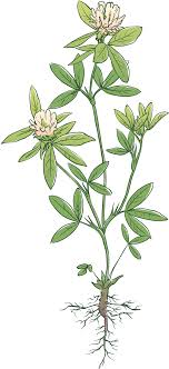 Berseem Clover Seeds – Egyptian Clover for Cover Crops, Green Manure & Companion Cropping