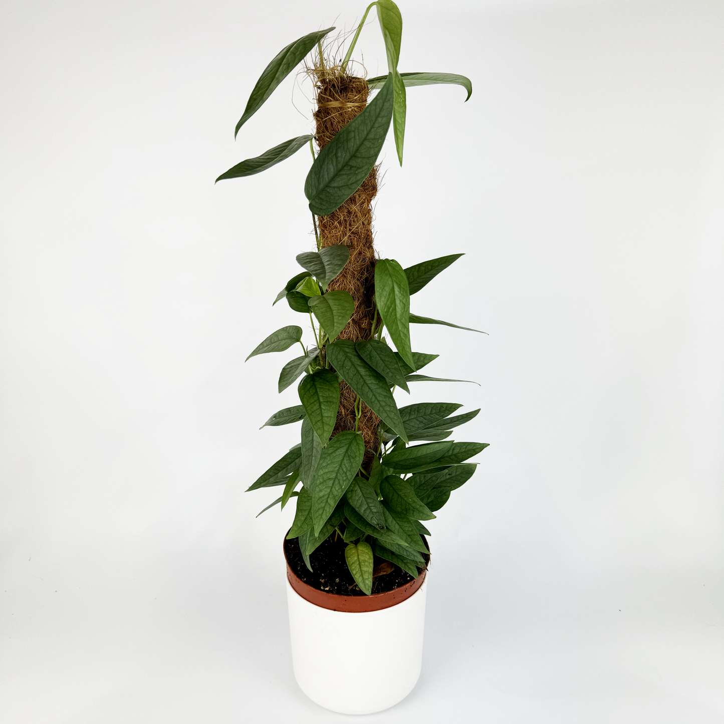 Epipremnum Cebu Blue Moss Pole Houseplant - Woodmeadow Garden Centre