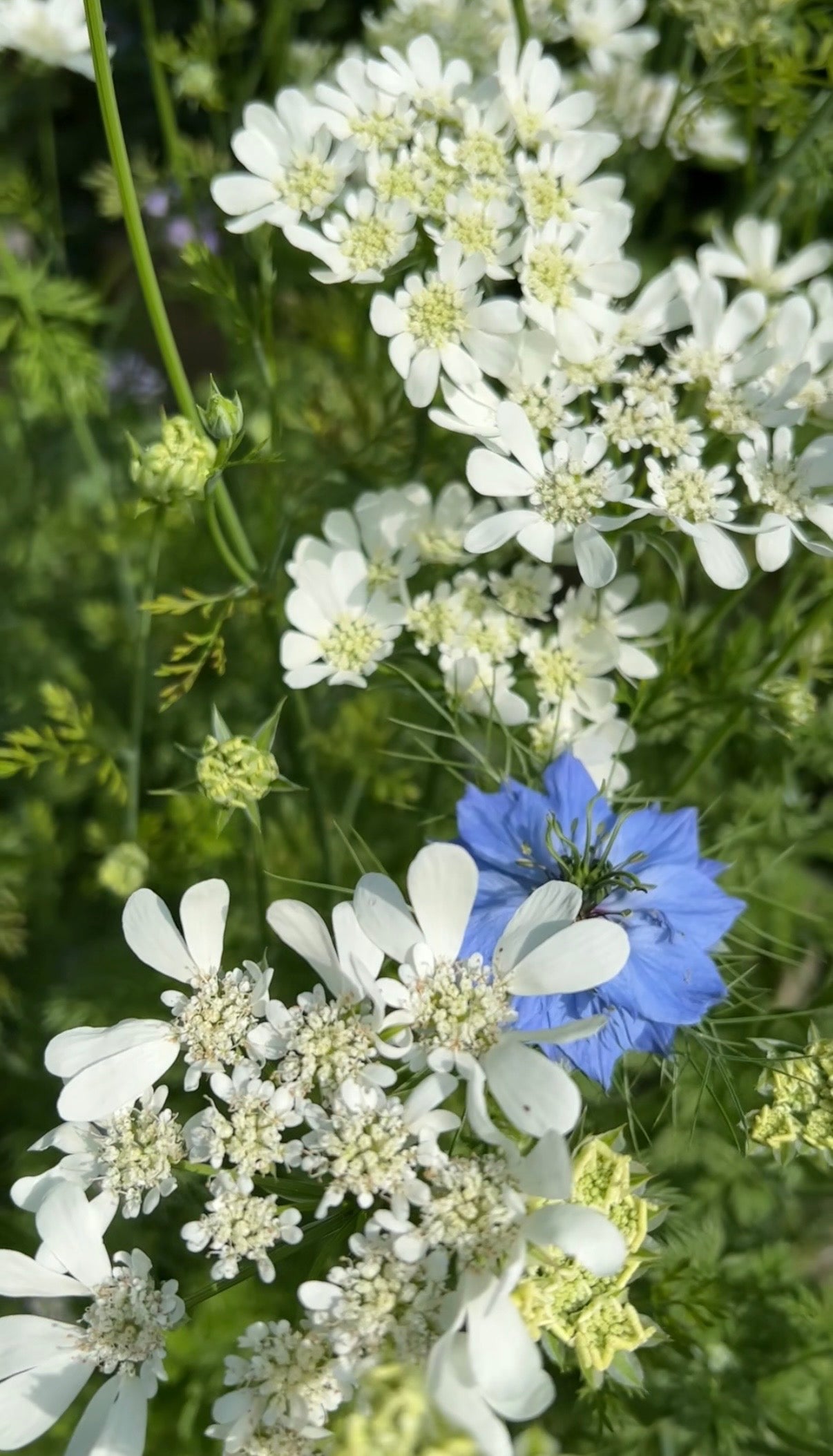 Orlaya Grandiflora