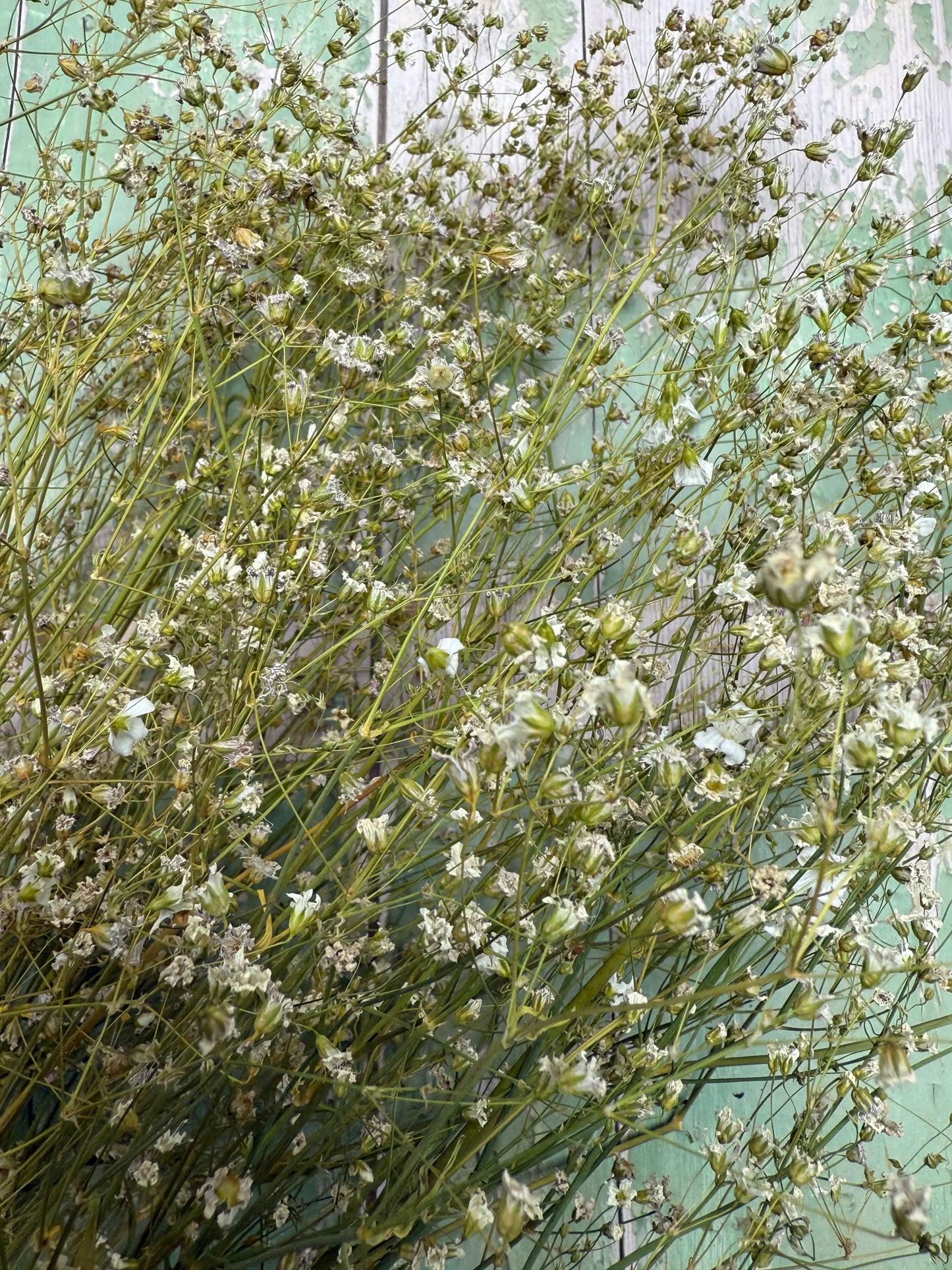 Gypsophila Dried
