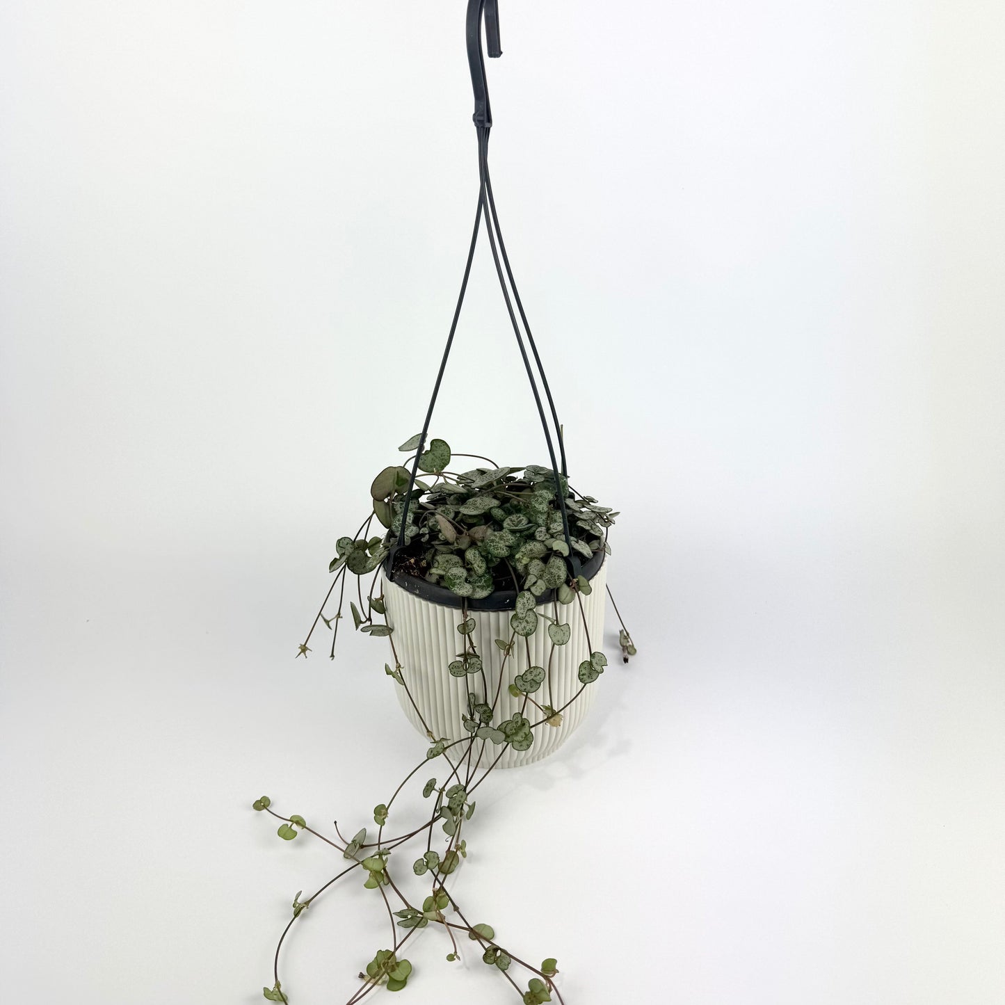 Ceropegia woodii Silver Glory Houseplant
