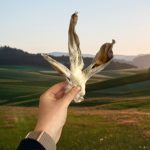 Hairy Rabbit Ears Pre-Pack 200g