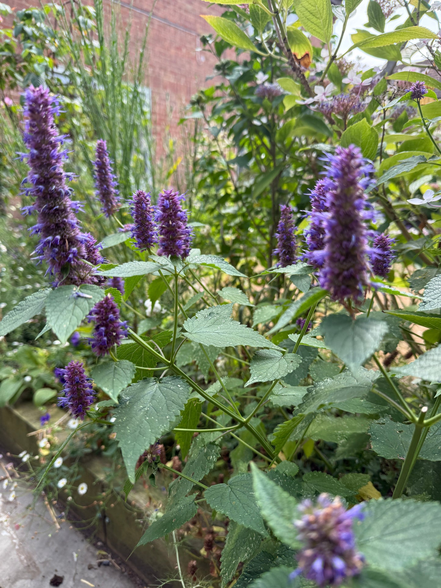 Agastache Liquorice Blue