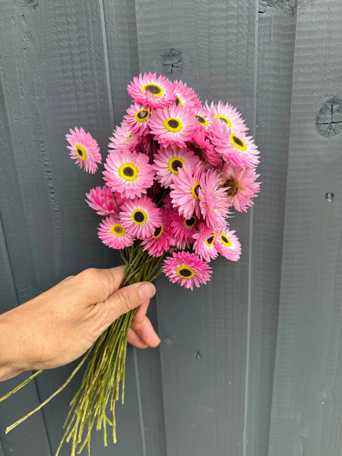 Acroclinium Strawflowers Dried