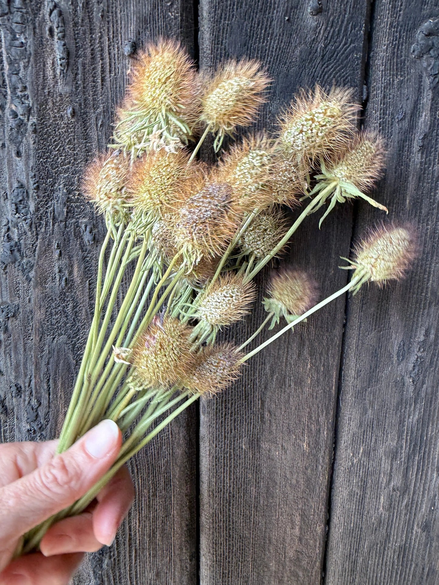 Scabious Heads Dried