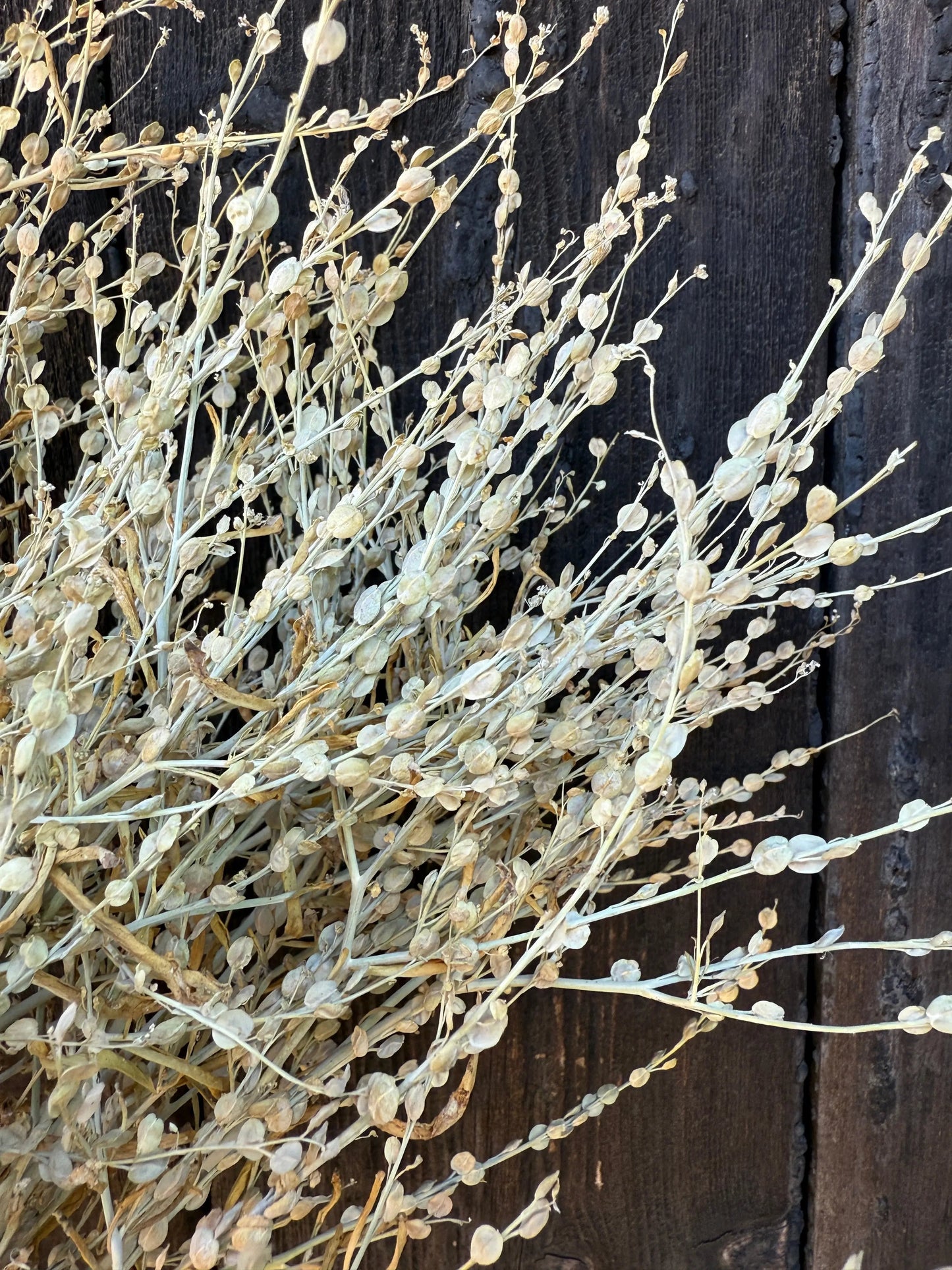 Lepidium sativum Dried