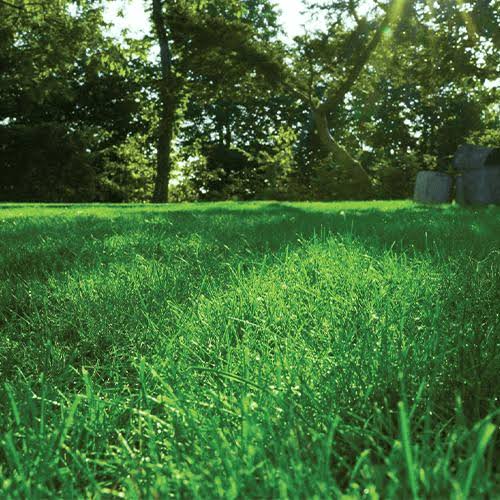PM 60 Greenshade - Wear Tolerant Under Shaded Conditions