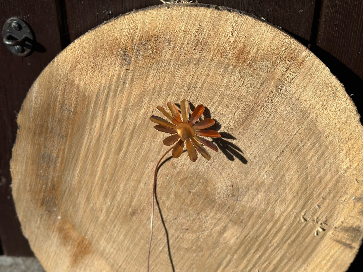 Copper Daisy Flower