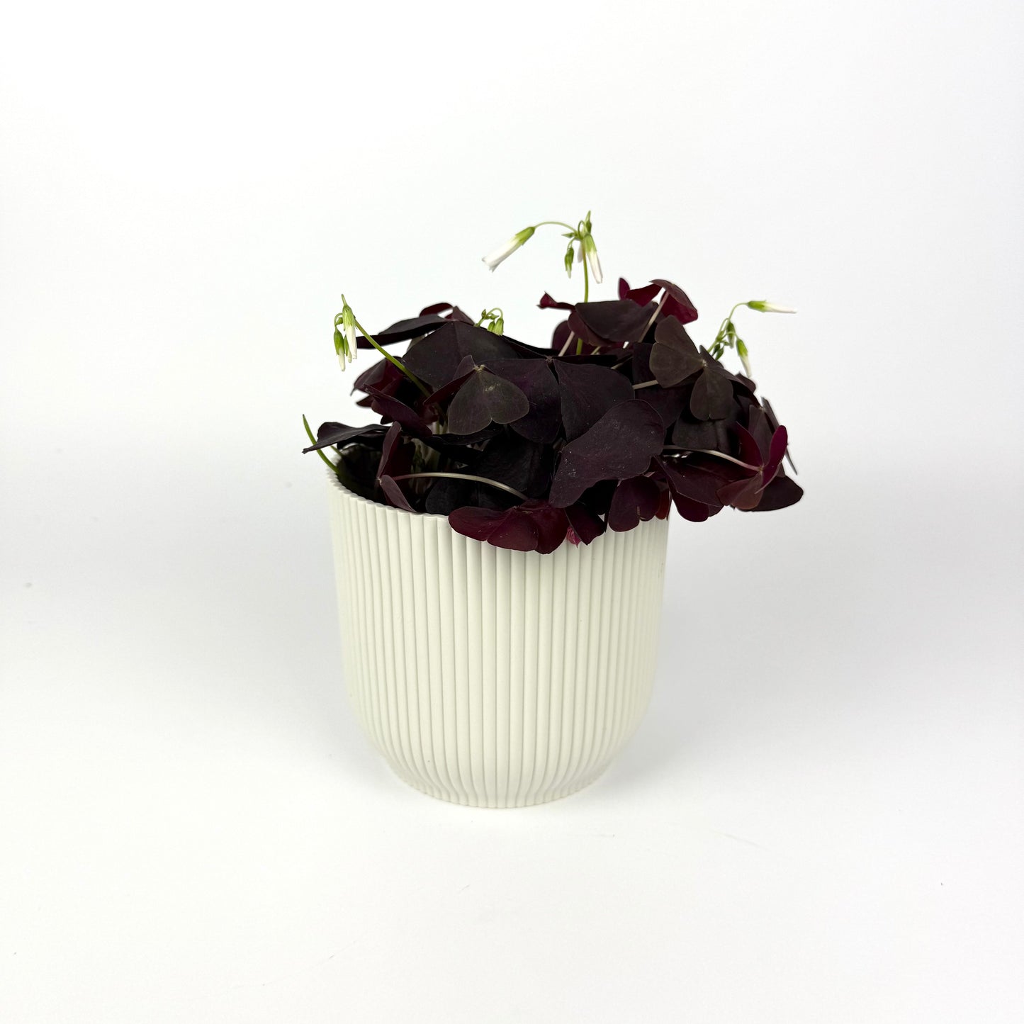 Oxalis Ikigai Triangularis Dark 12cm Pot Size Houseplant - Woodmeadow Garden Centre