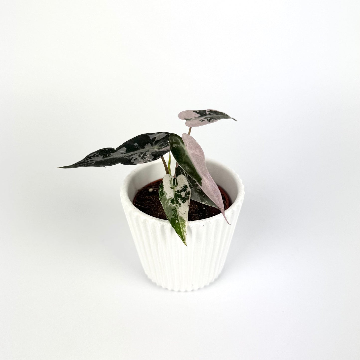 Alocasia Bambino Pink Variegata 6cm Potsize Houseplant - Woodmeadow Garden Centre