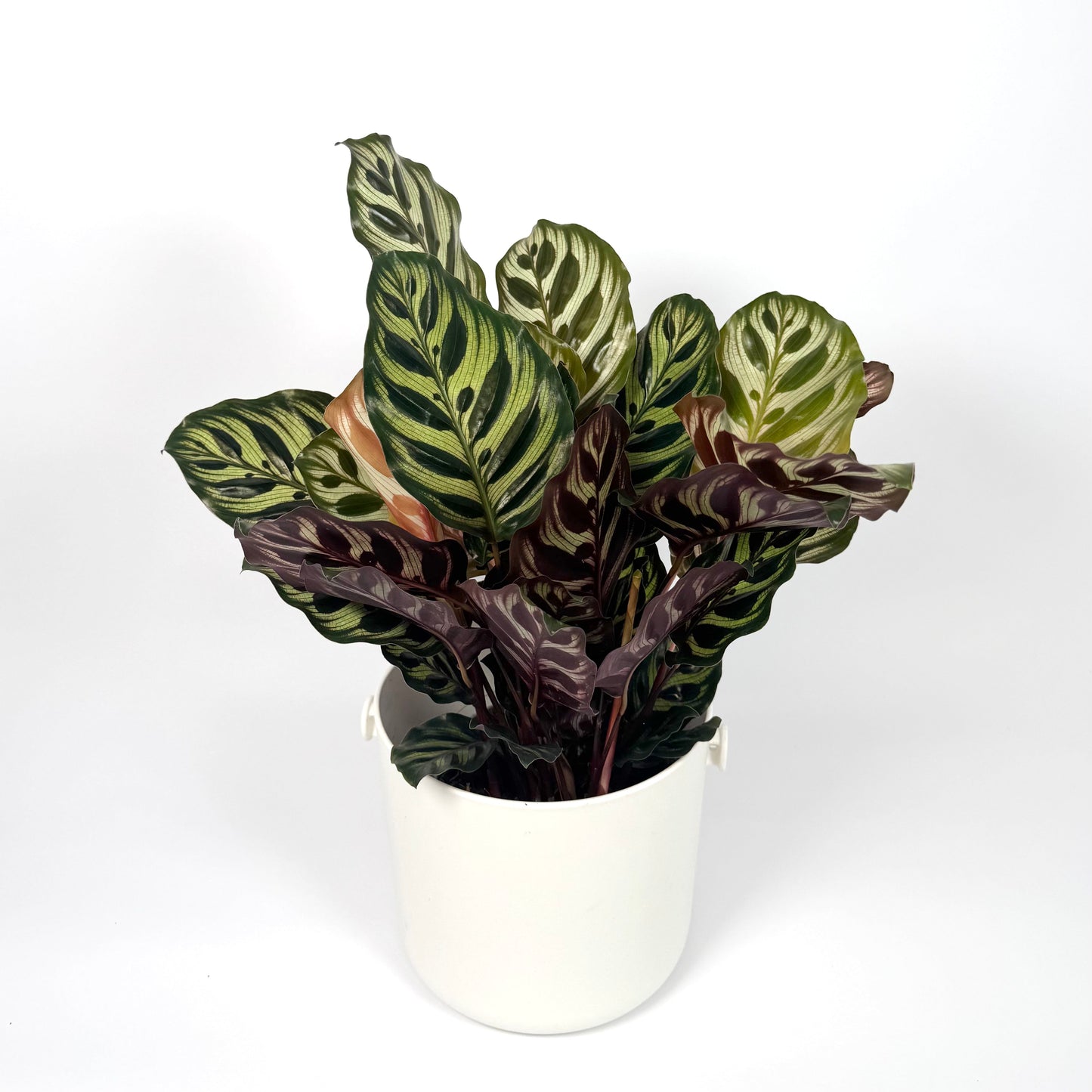 Calathea Makoyana 14cm Houseplant - Woodmeadow Garden Centre