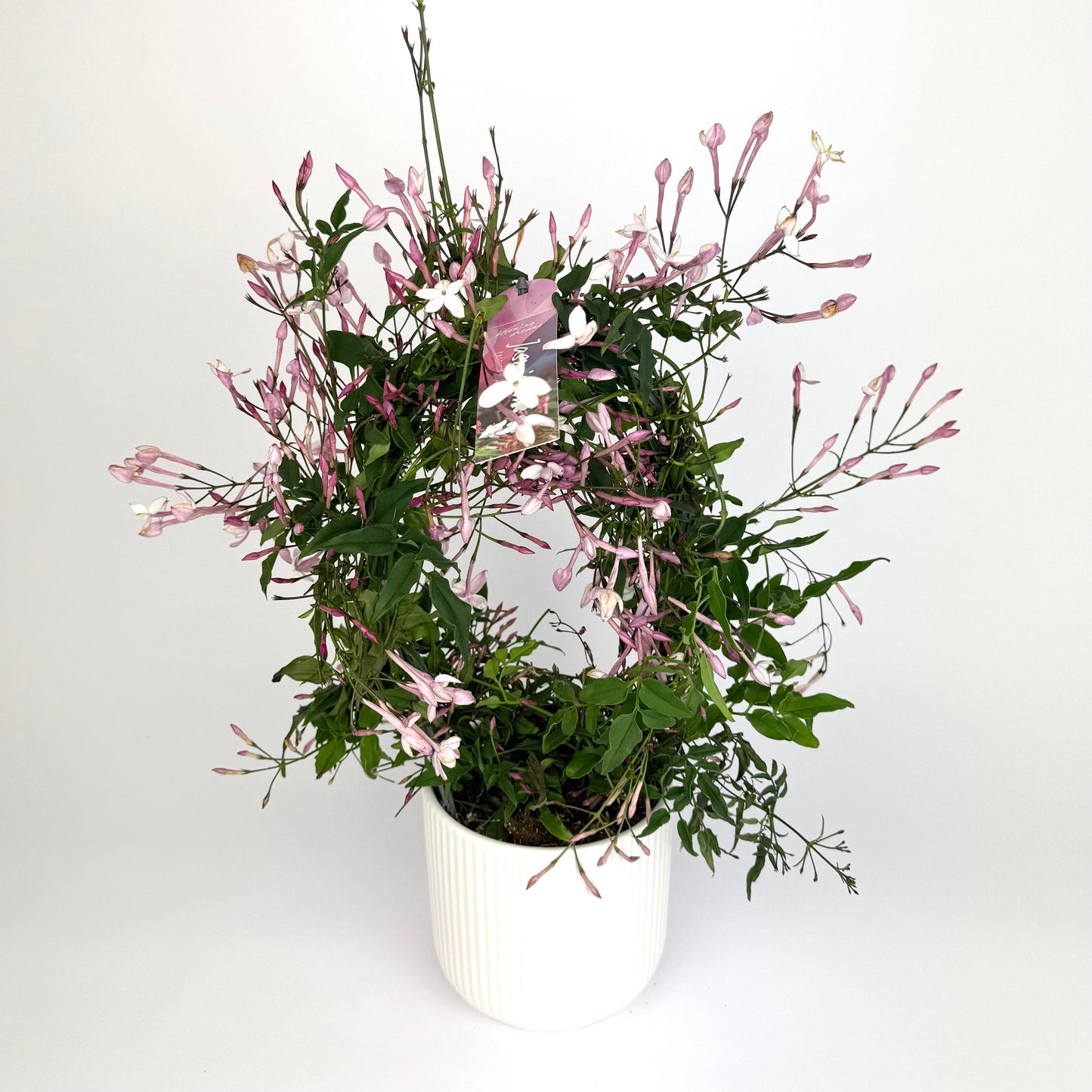 Jasmine Passion Dark Pink Hoop 12cm Plant - Woodmeadow Garden Centre