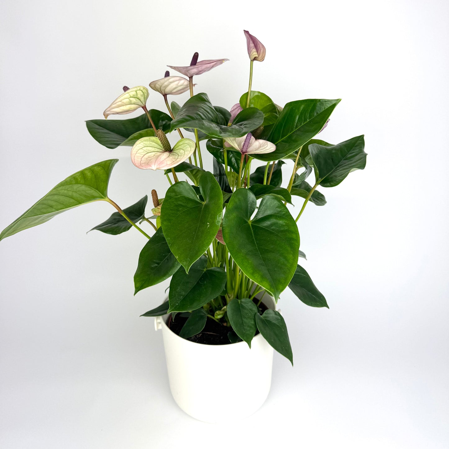 Anthurium Laguna 17cm Houseplant - Woodmeadow Garden Centre