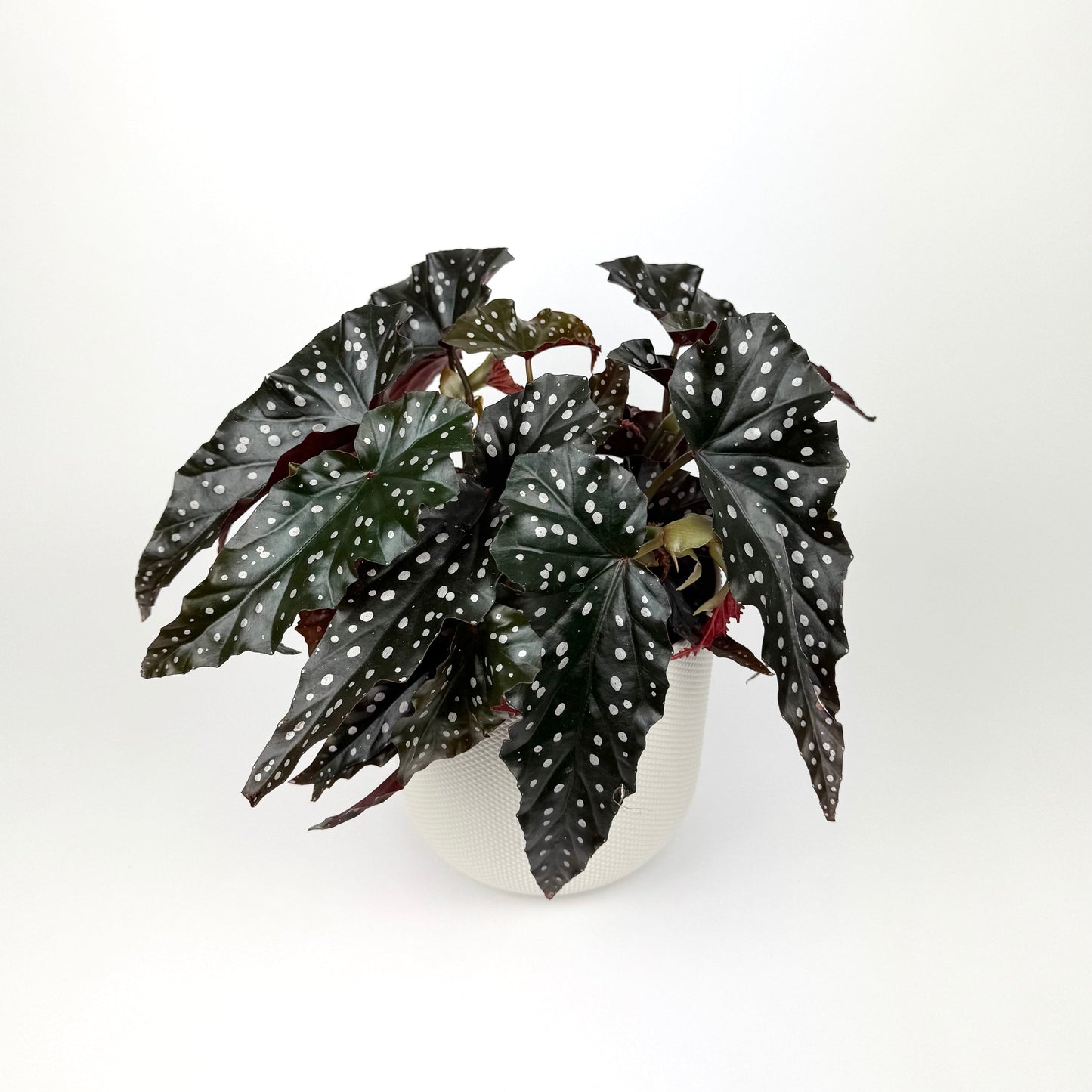 Begonia Black Forrest 14cm Pot Size Houseplant - Woodmeadow Garden Centre