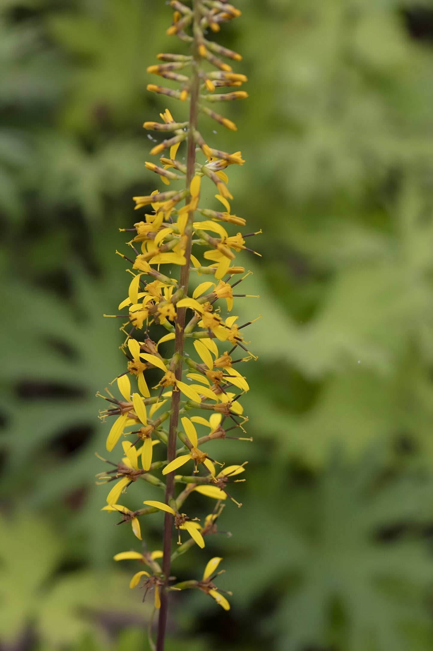 Ligularia przewalskii