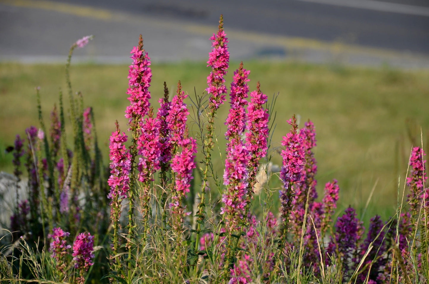 Lythrum salicaria Robert (Loosestrife) - Marginal Pond Plants - MBP077A