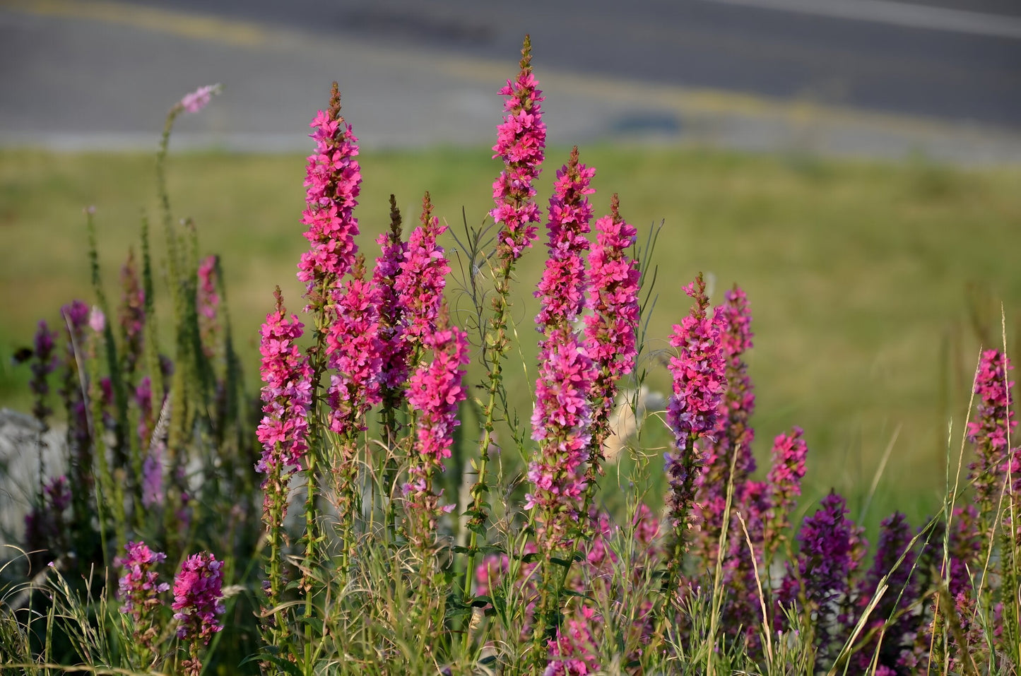 Lythrum salicaria 'Robert'