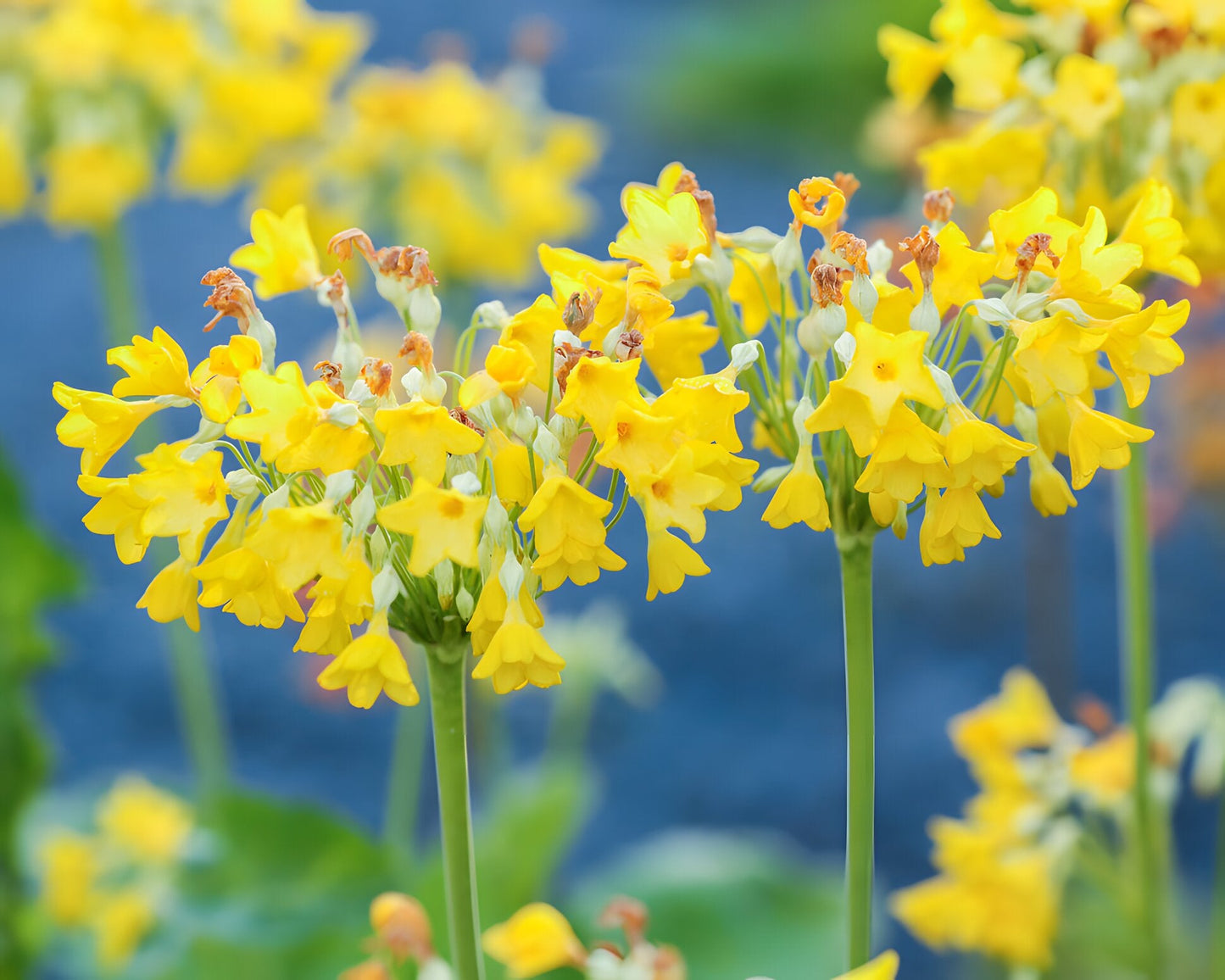 Primula florindae