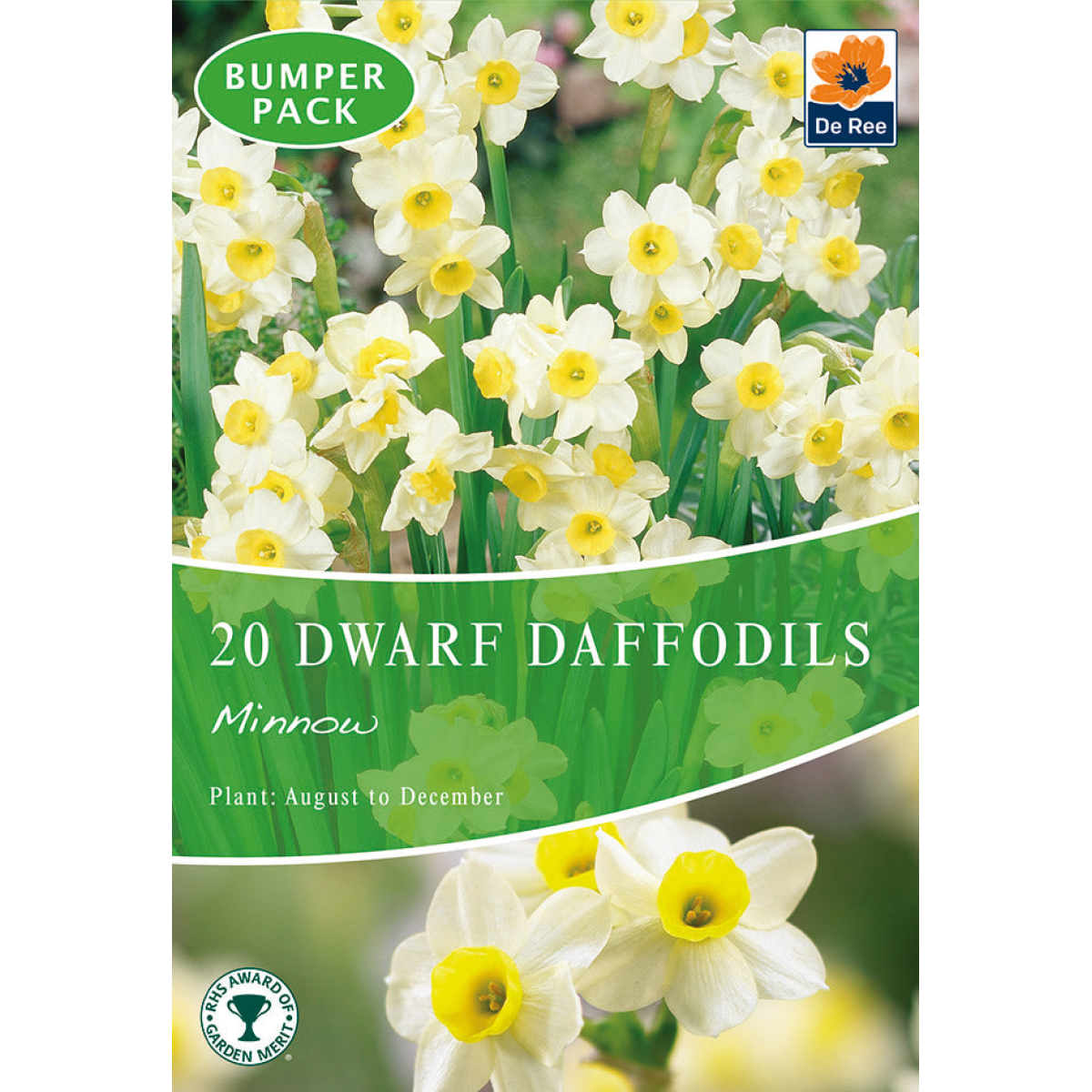 Dwarf Daffodil 'Minnow' (8/20 Bulbs)