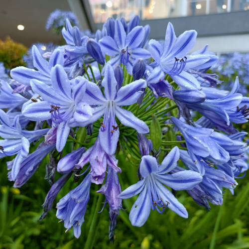 Agapanthus Big Blue