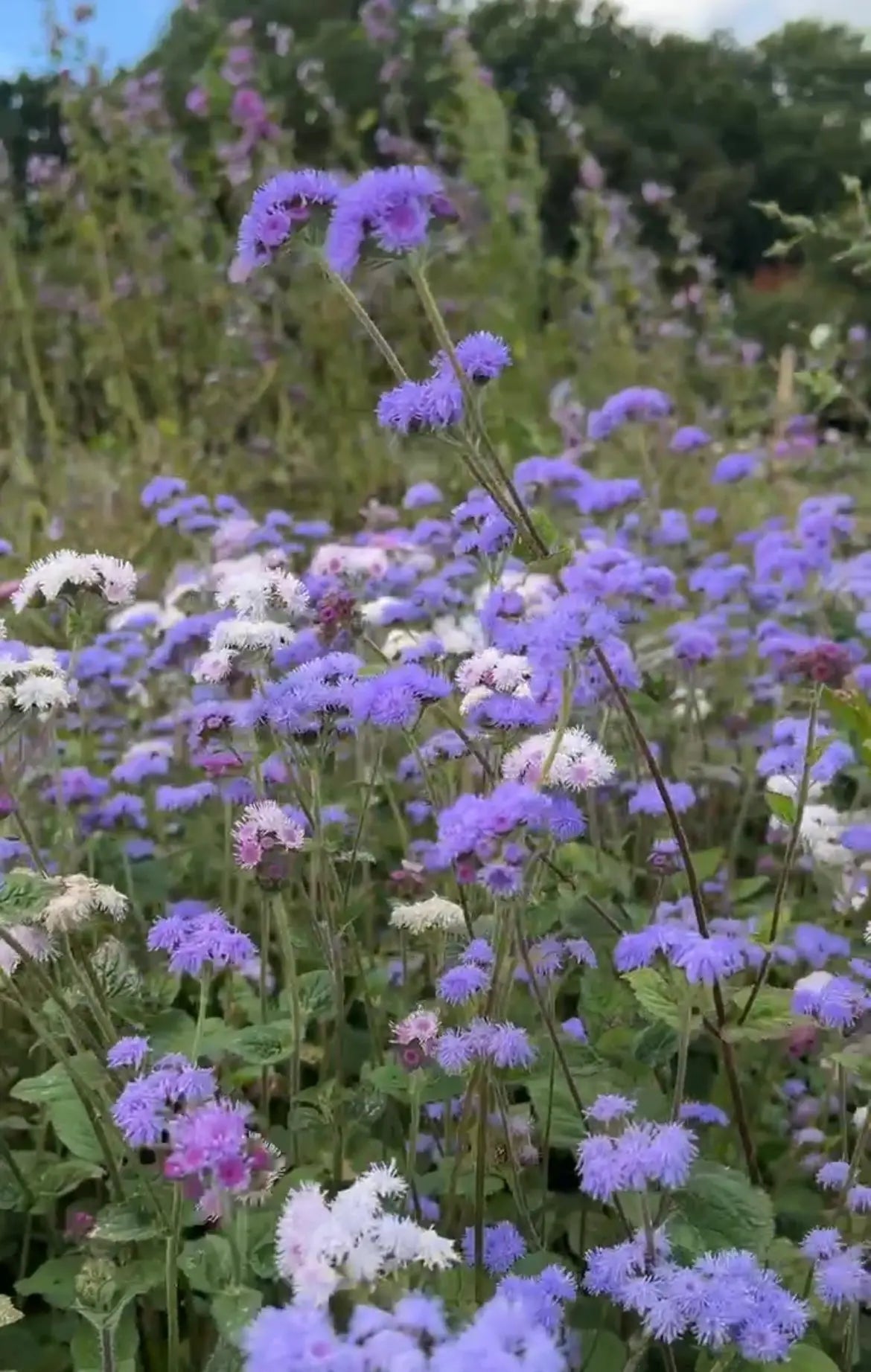 Ageratum Timeless Mix