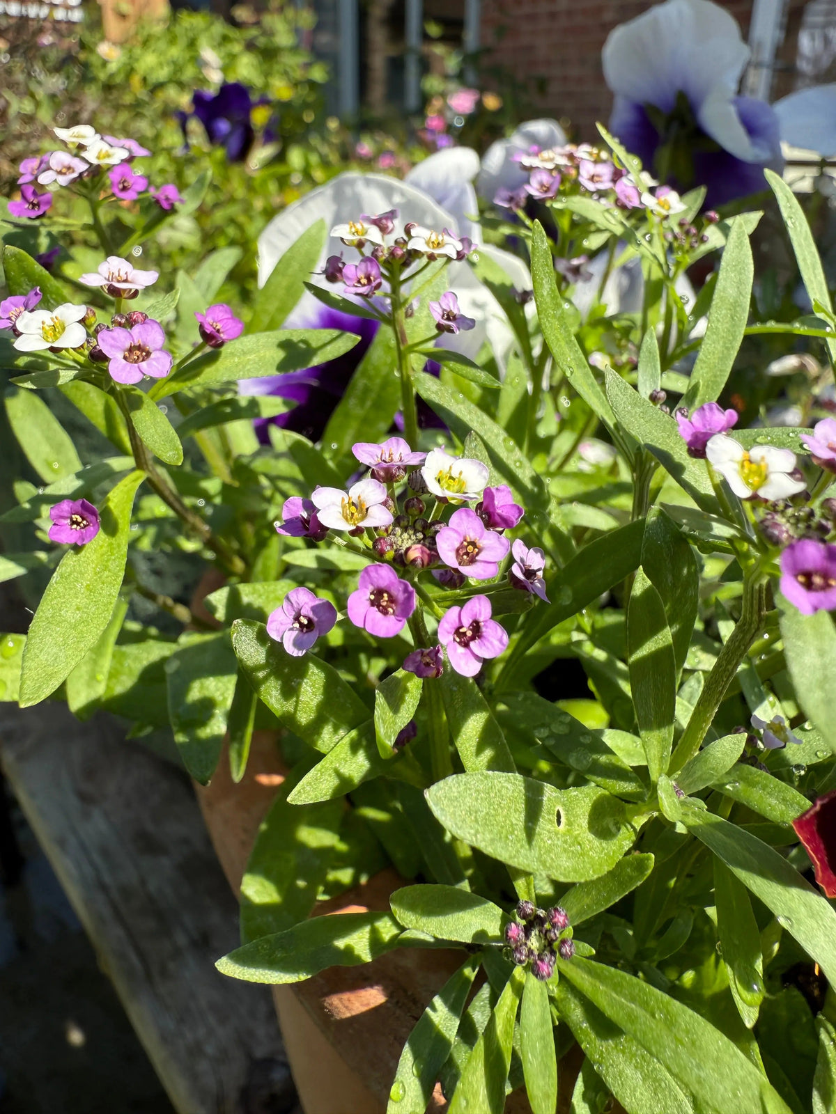 Alyssum Royal Carpet