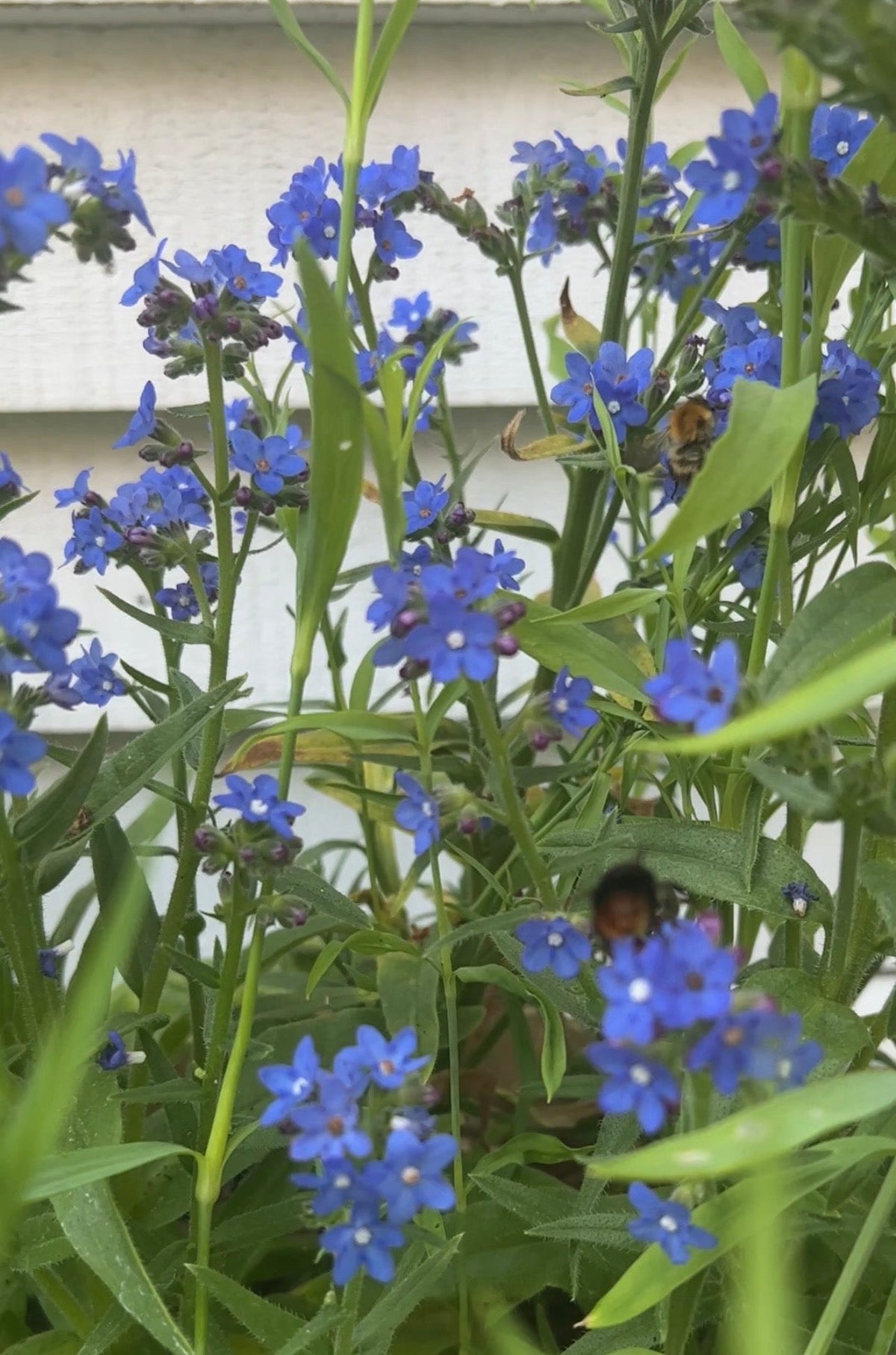Anchusa Blue Angel