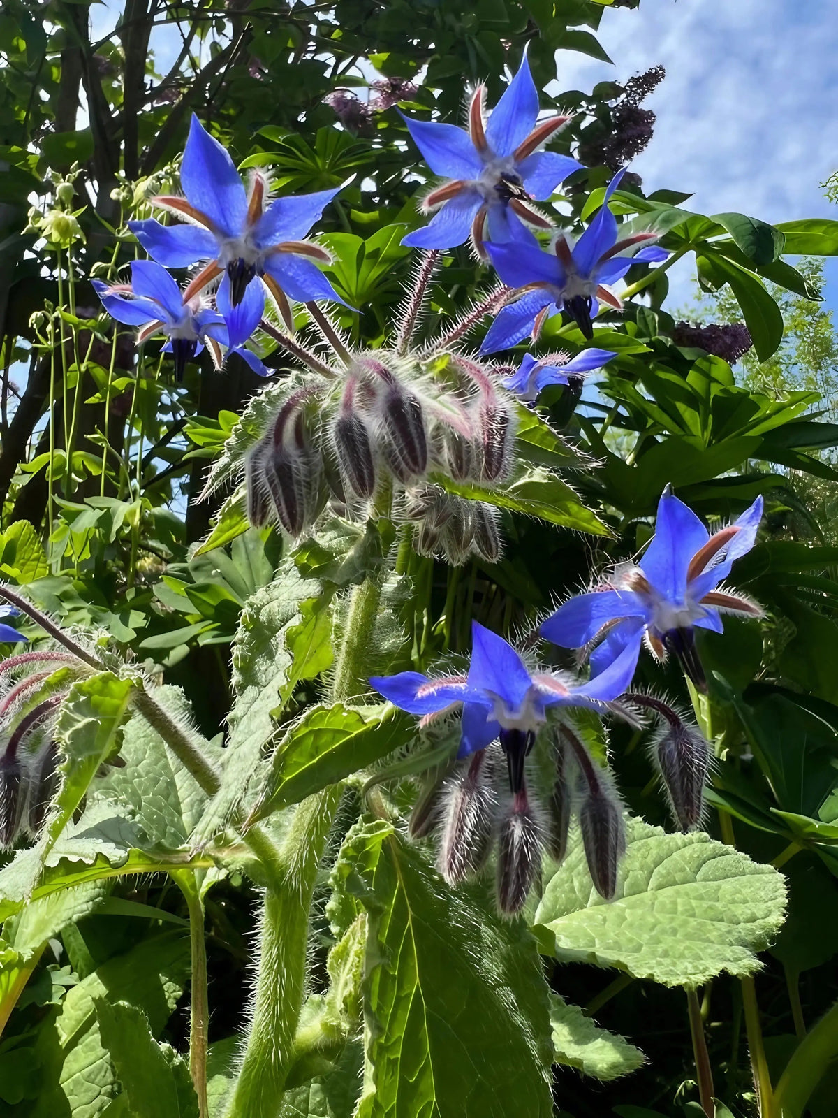 Borage