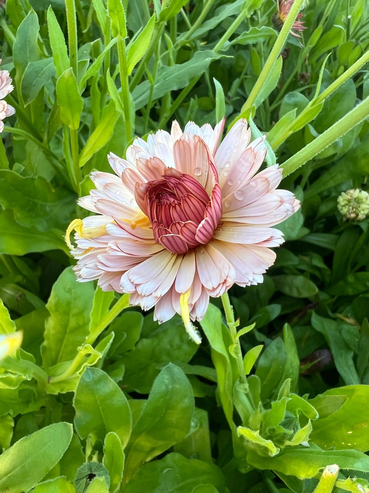 Calendula Sherbet Fizz