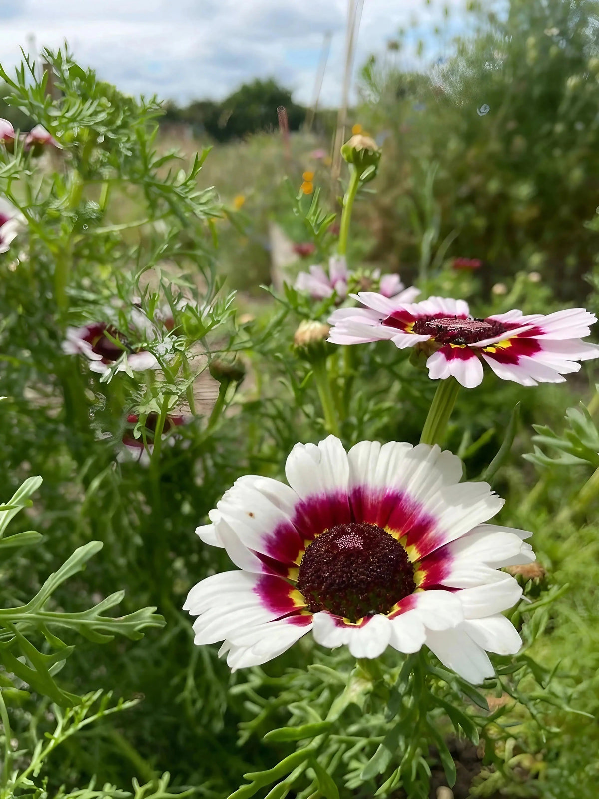 Chrysanthemum Painted Daisies