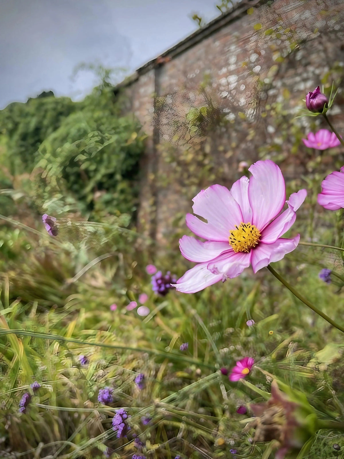 Cosmos Fizzy Rose