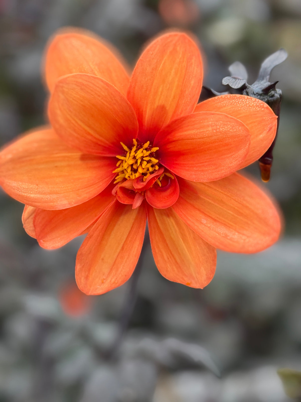 Dahlia Bishops Children Mix