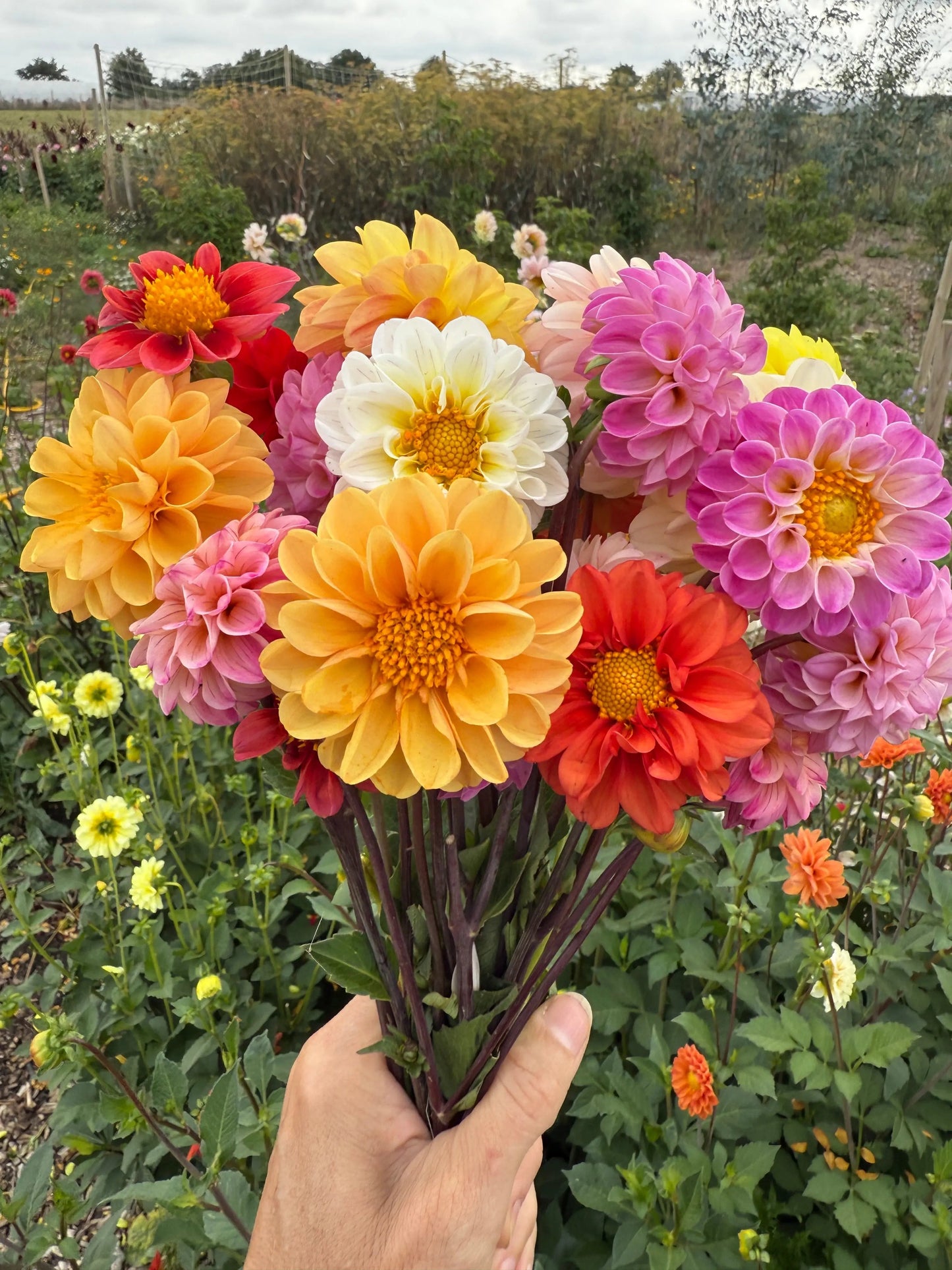 Dahlia Pompone Double Mixed