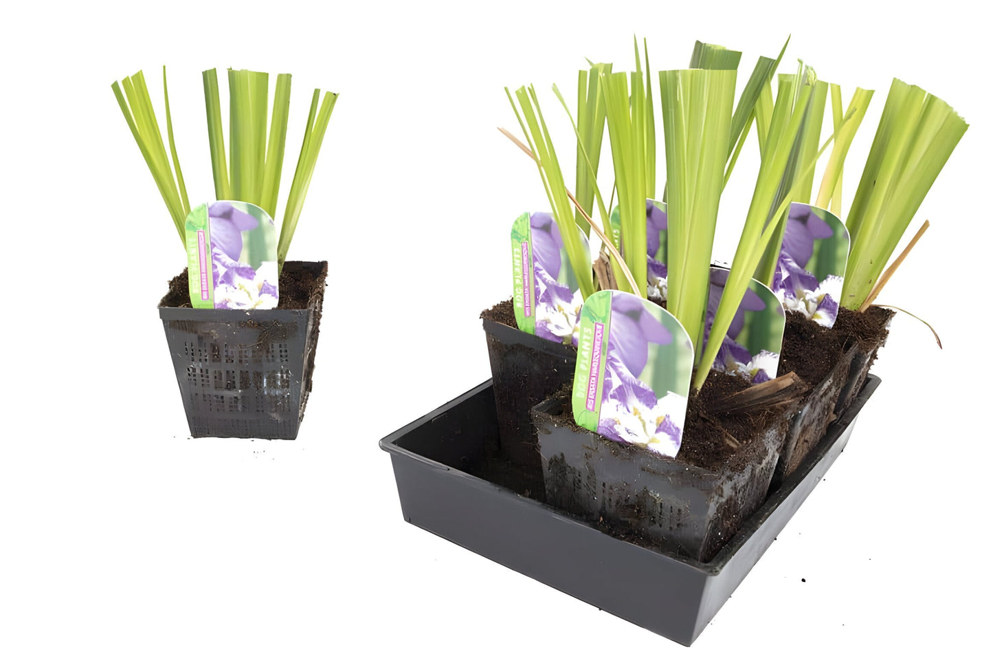 Iris ensata 'Harlequinesque'