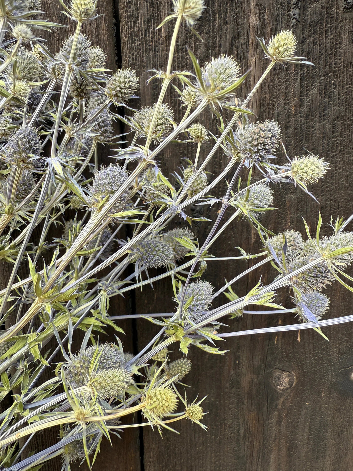Eryngium (Sea Holly) Dried