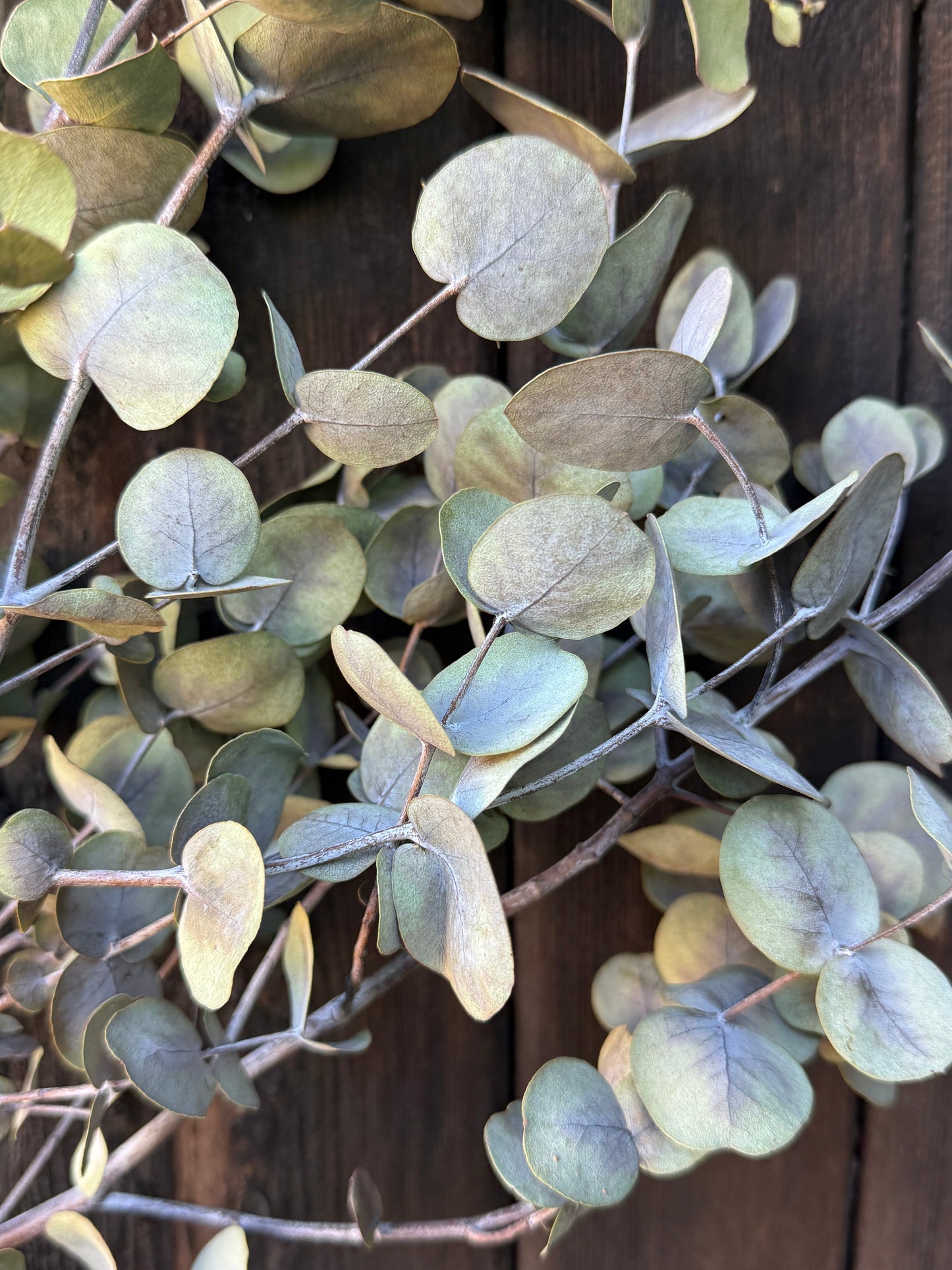 Eucalyptus Dried