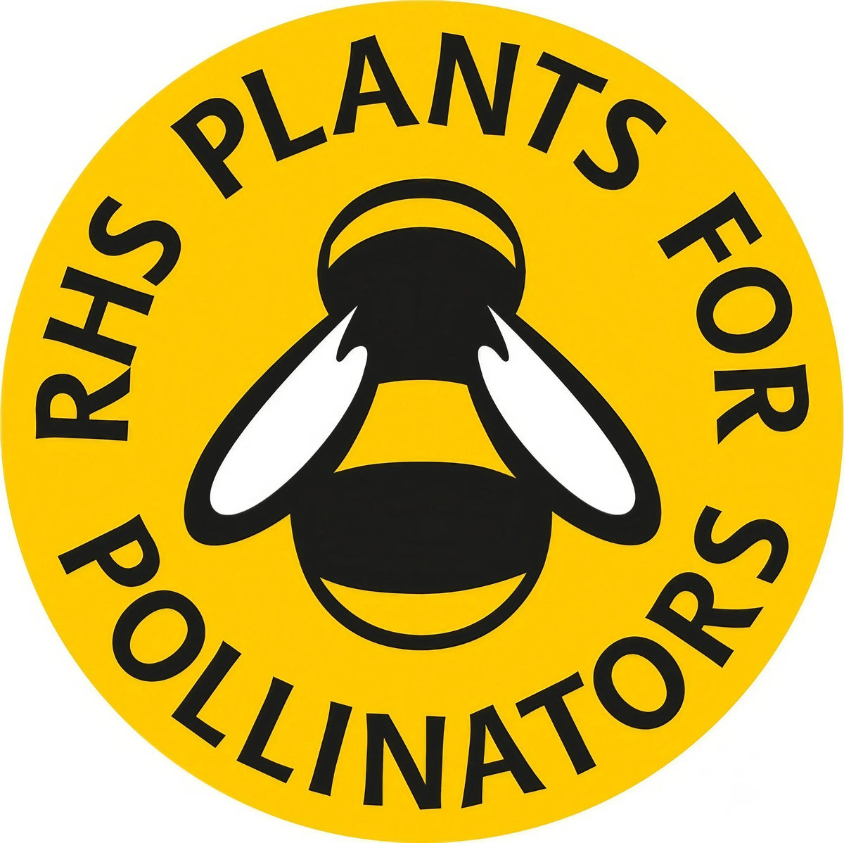 Forget-me-not White