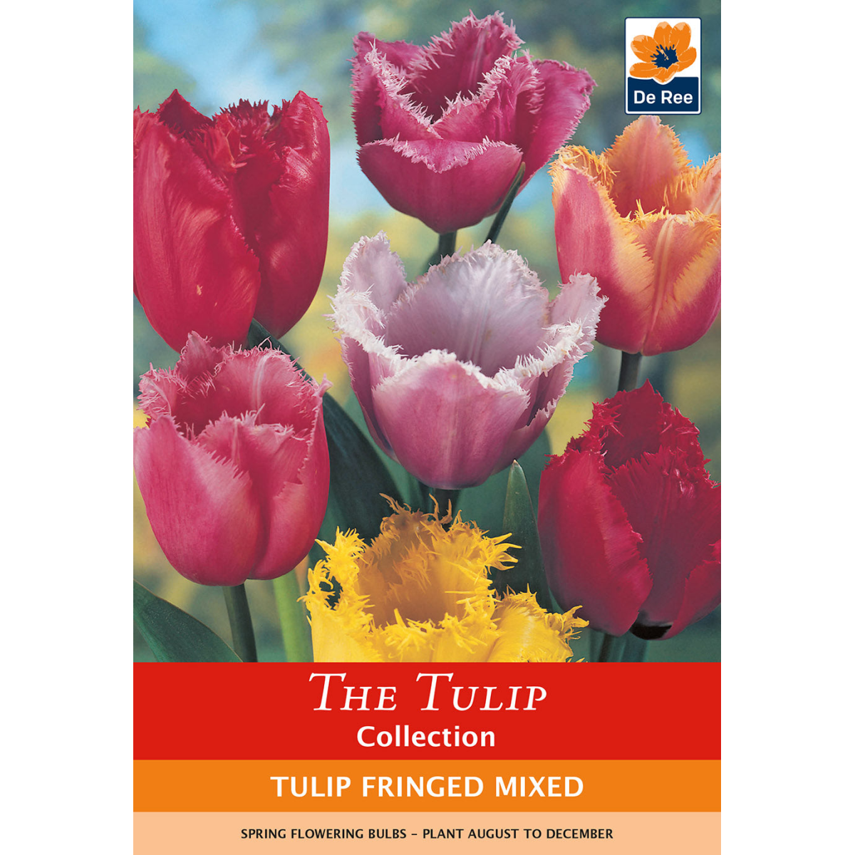 Tulip Fringed Mixture (6 Bulbs) - Woodmeadow Garden Centre