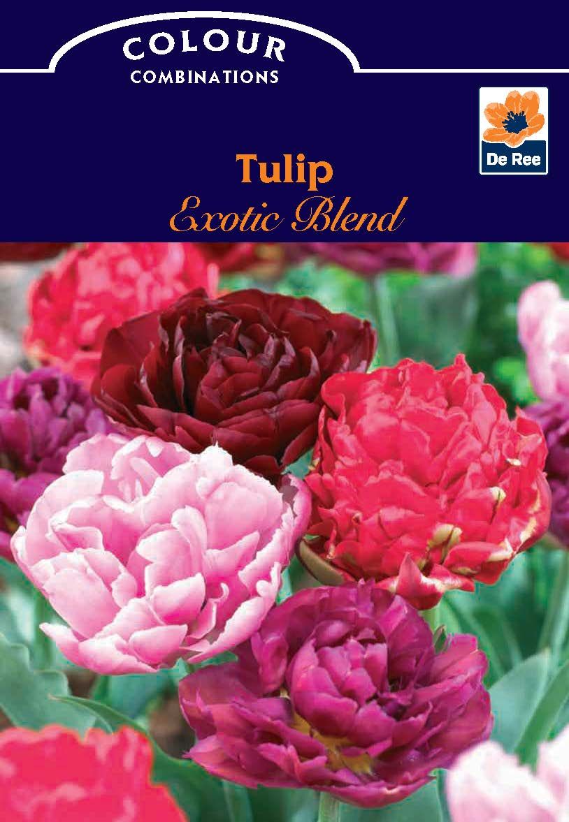 Tulip Exotic Blend (6 Bulbs) - Woodmeadow Garden Centre