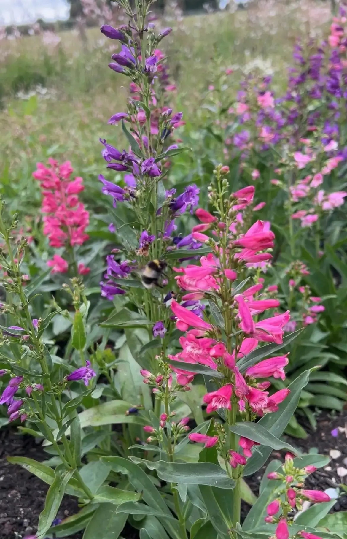 Penstemon Cambridge Mix