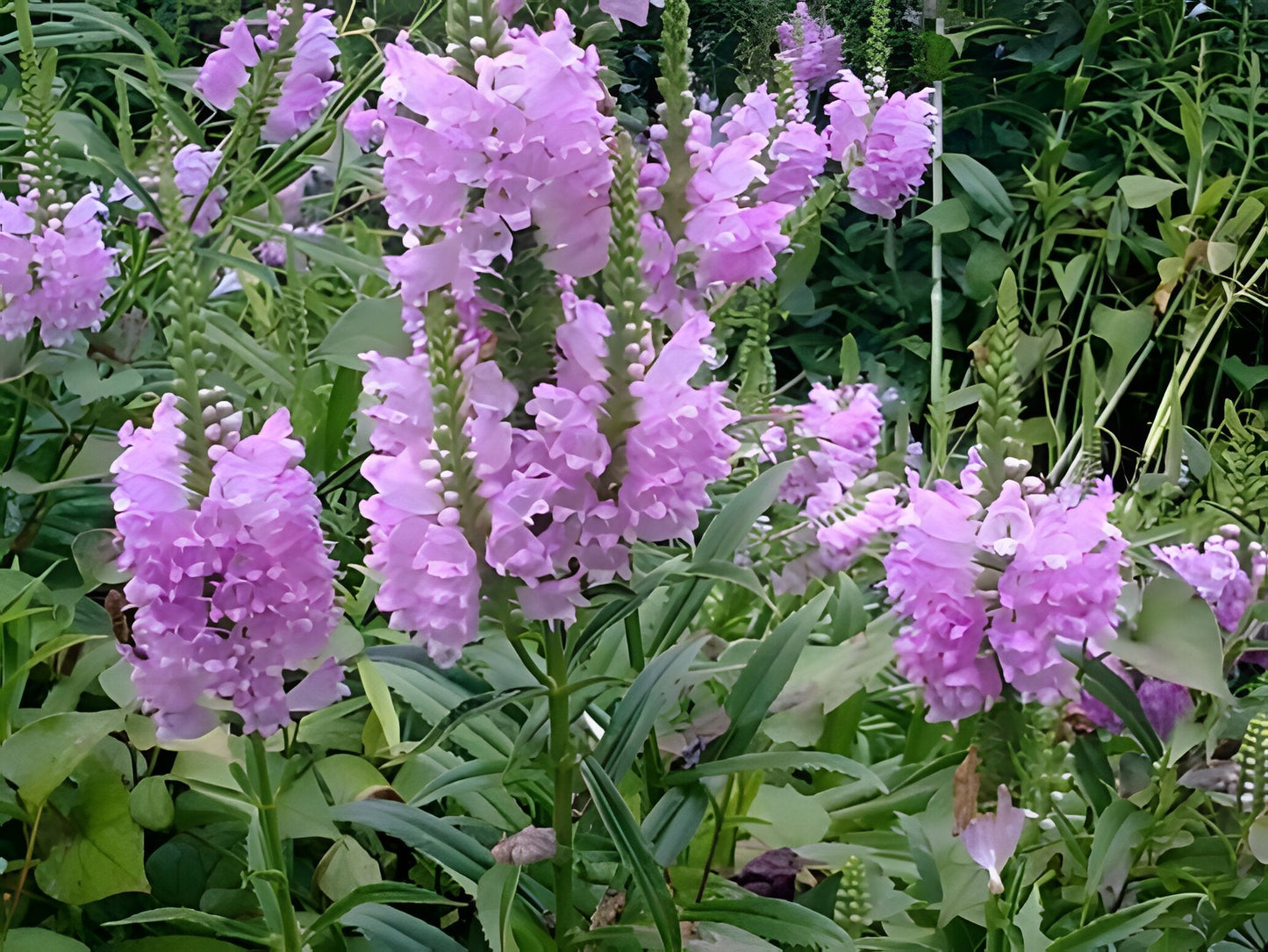 Physostegia virginiana