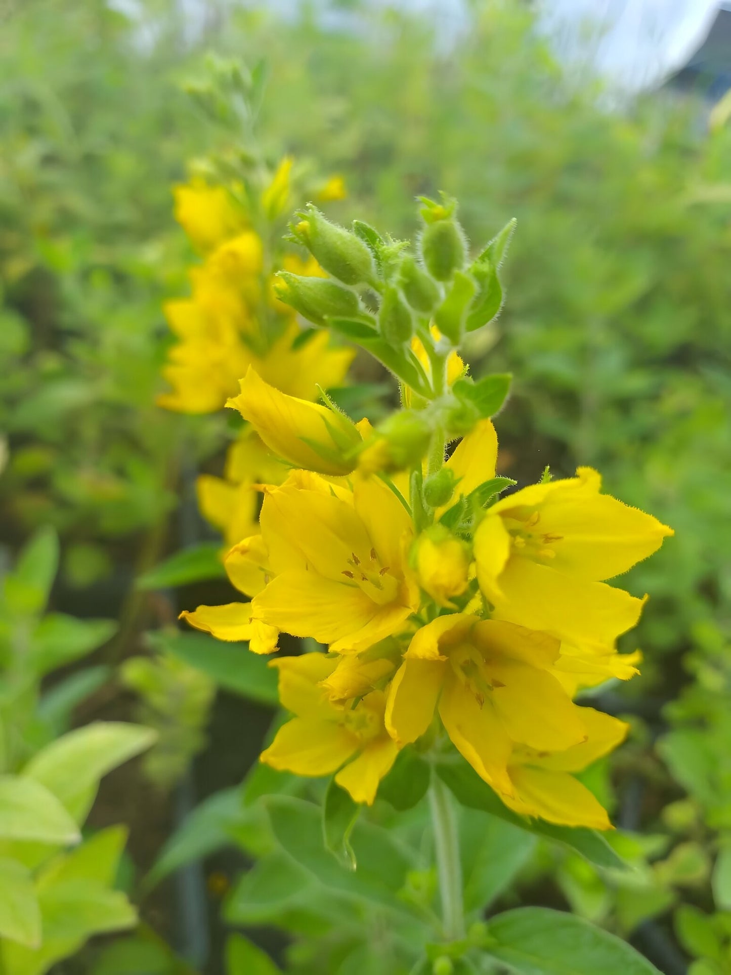Lysimachia punctata 'Alexander'