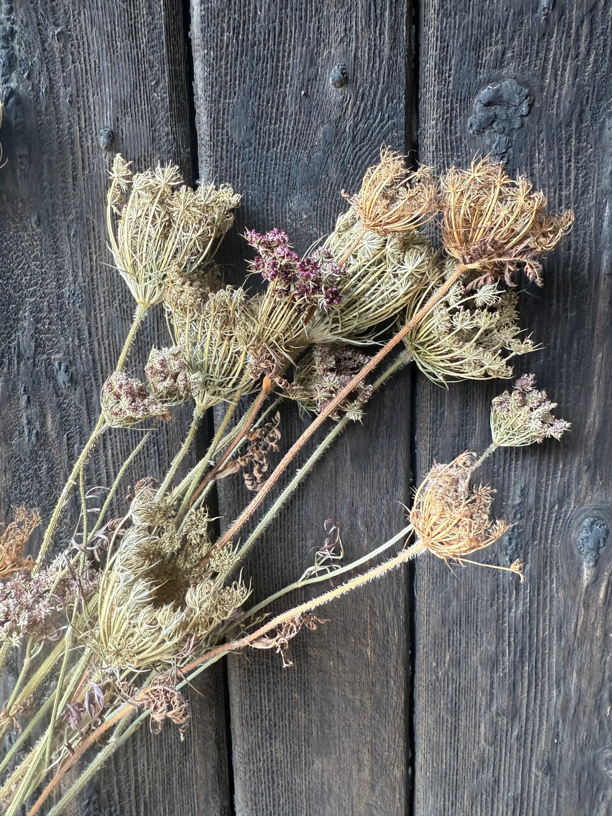 Umbellifers Dried
