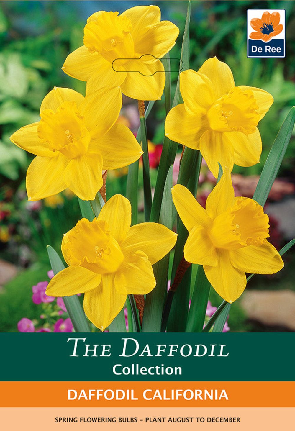 Daffodil 'California' (6 Bulbs) - Woodmeadow Garden Centre